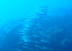 b0062363_208123.jpg