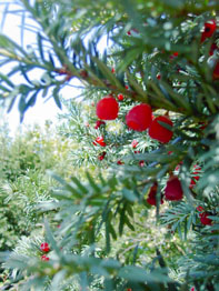 f0032969_14119100.jpg