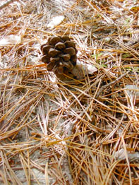 f0032969_145166.jpg