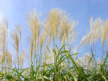 f0032969_1462672.jpg