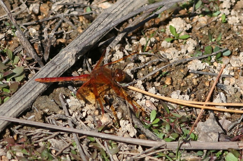 b0088772_18125297.jpg