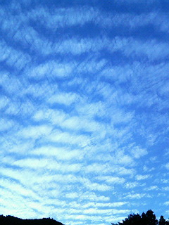 c0082785_653288.jpg