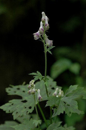 c0027027_2292464.jpg
