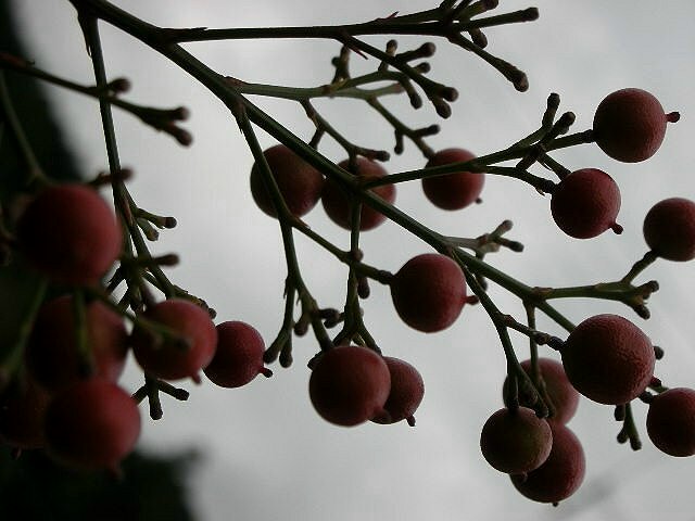 f0083400_8482595.jpg