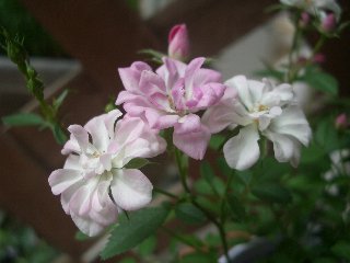 b0061107_7541072.jpg