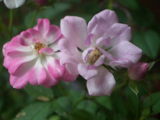 b0061107_7542244.jpg