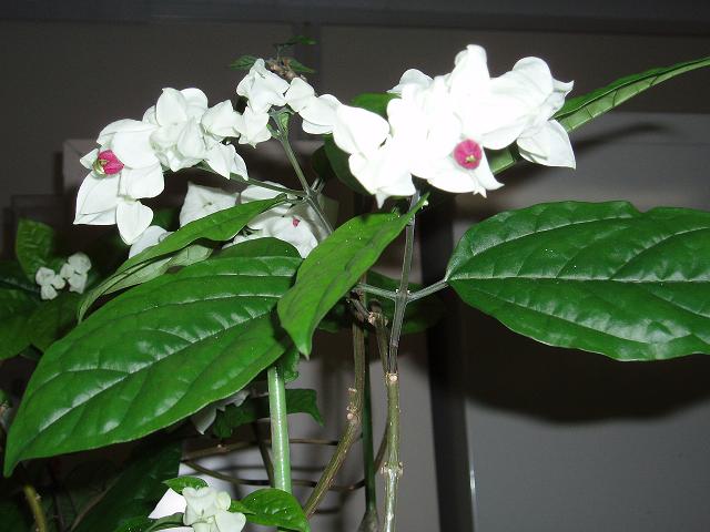 c0086014_6484664.jpg