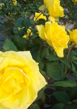 c0093339_2201767.jpg