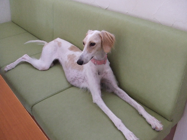 e0003270_15471436.jpg