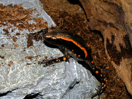 e0099576_1753443.jpg