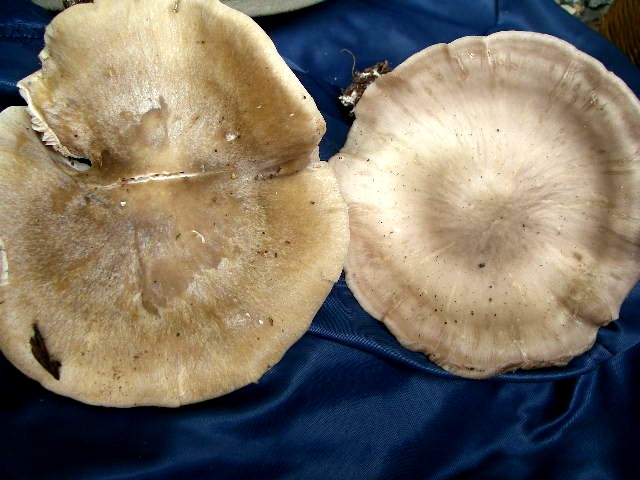 a0066081_3544715.jpg