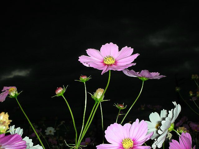 f0083400_13193363.jpg