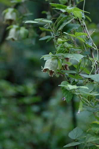 c0027027_1794727.jpg