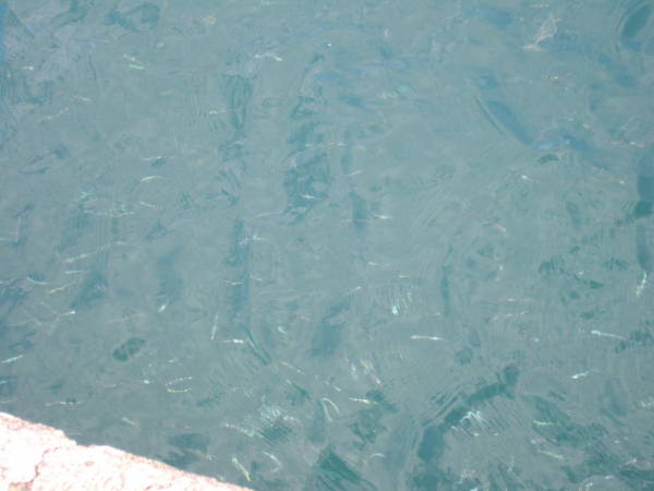 e0016135_1231942.jpg