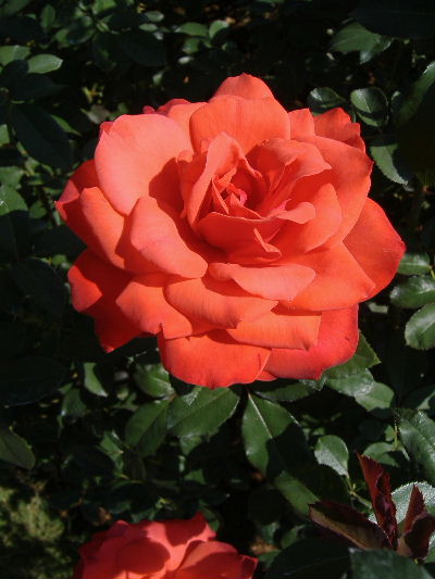 f0082141_1656158.jpg