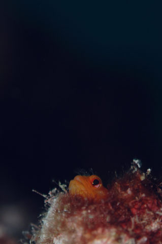 d0056263_7251766.jpg