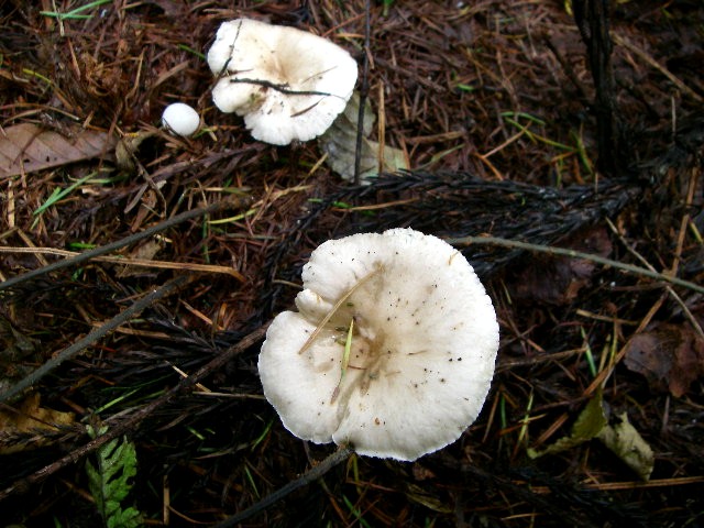 a0066081_6131763.jpg