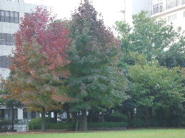 a0007906_10224099.jpg