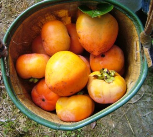 e0024126_228065.jpg