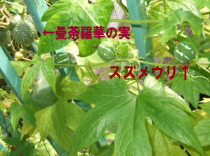 c0023545_132165.jpg