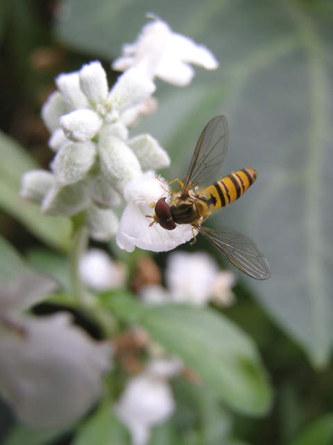 e0064158_0492122.jpg
