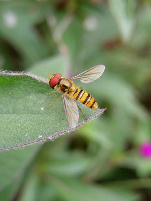 e0064158_05337.jpg