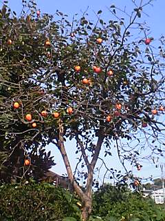 e0022976_15433847.jpg