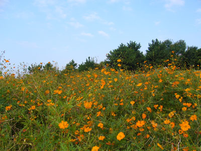 b0045357_541254.jpg