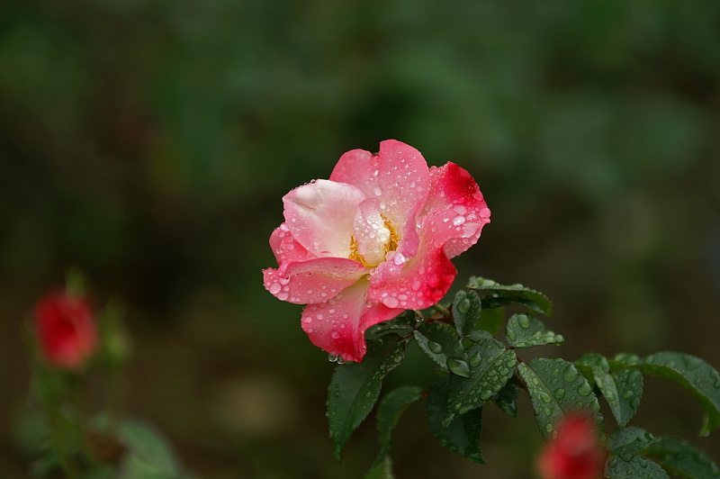 e0006964_15221339.jpg