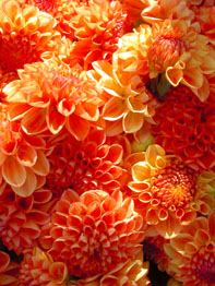 f0032969_2352436.jpg
