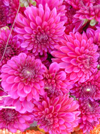 f0032969_2354859.jpg