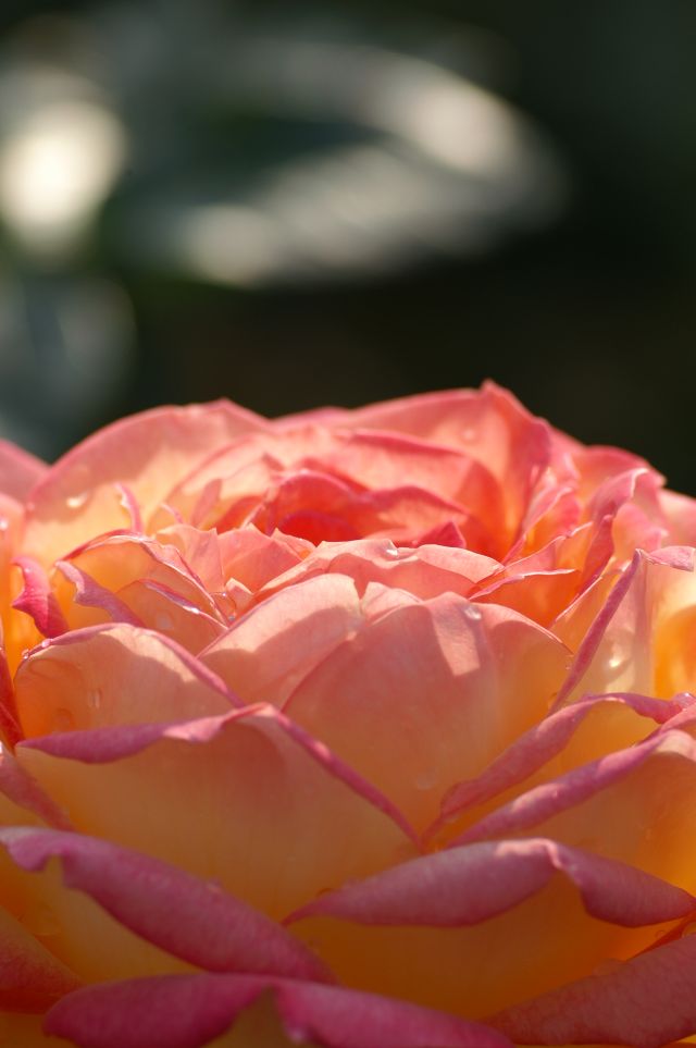 c0077379_21193134.jpg