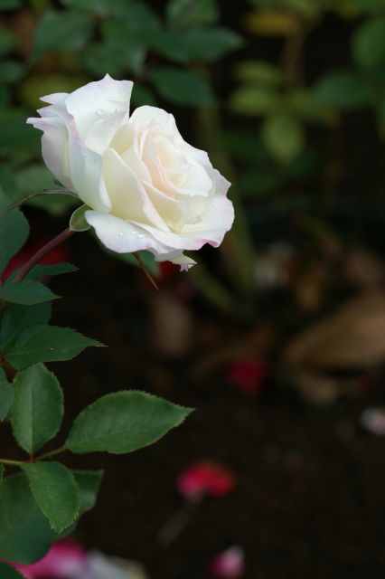 c0077379_21202732.jpg