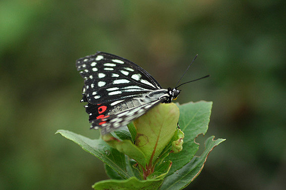 f0090680_226385.jpg