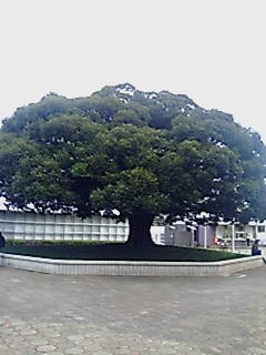 d0038501_0552919.jpg
