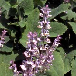 c0098304_2363189.jpg
