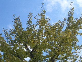 b0061107_931945.jpg