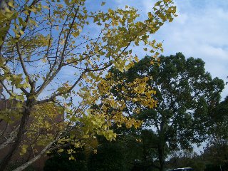 b0061107_93475.jpg