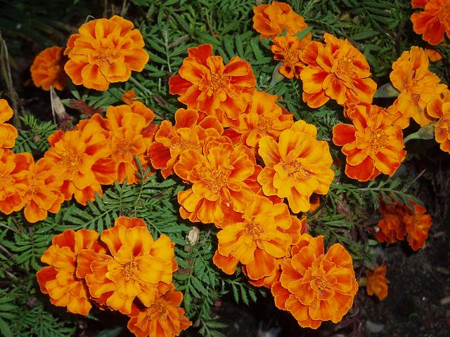 c0086014_21221146.jpg