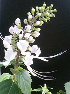 e0026017_22283175.jpg
