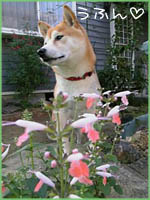 c0060620_16151274.jpg