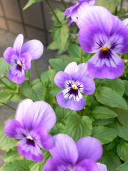 f0061334_1130385.jpg