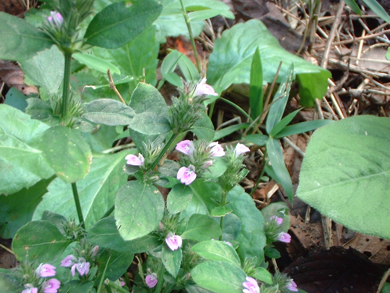 d0091754_3462489.jpg