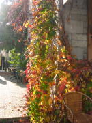 f0060585_855966.jpg