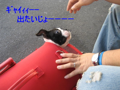 c0092787_1143568.jpg