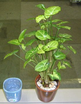 f0100920_1223535.jpg