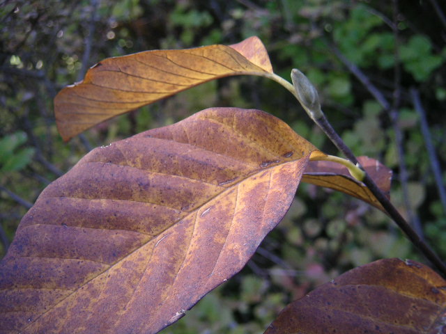 a0020929_17571332.jpg