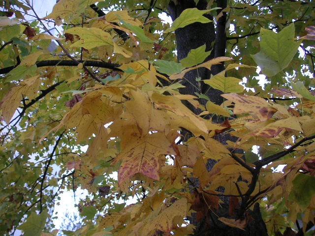 a0020929_1759281.jpg