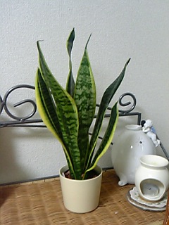 c0086230_2118491.jpg
