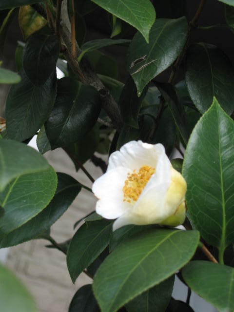b0088037_19453312.jpg
